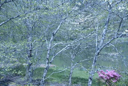 view from deck spring8
